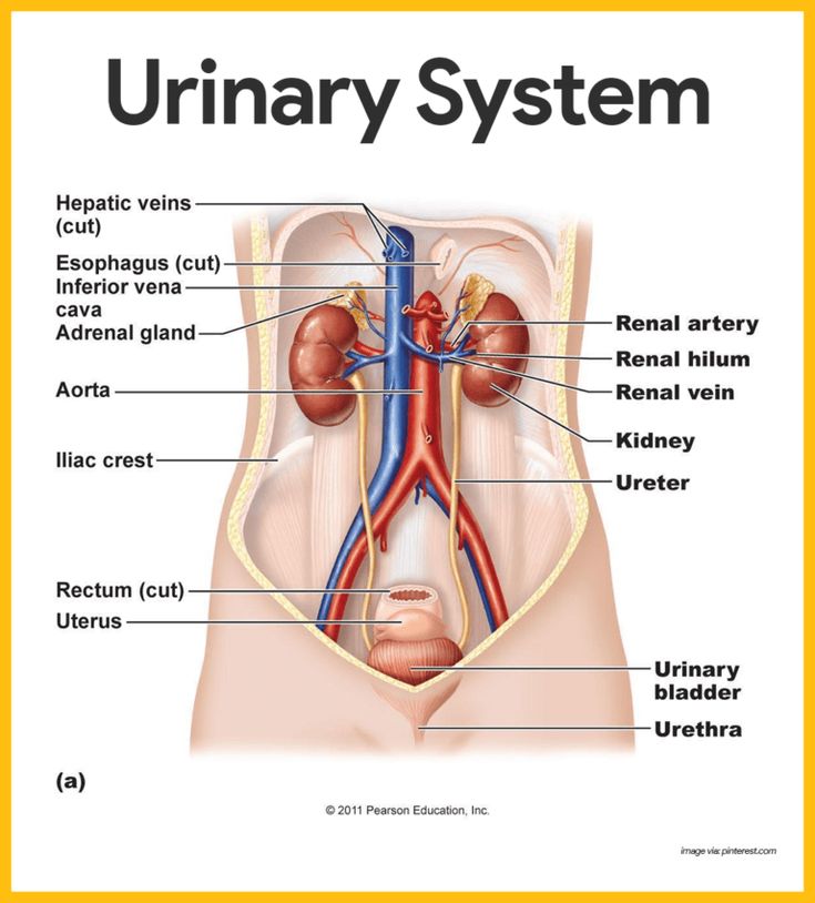 Understanding Kidney Stones: Causes, Symptoms, and Effective Treatment Options